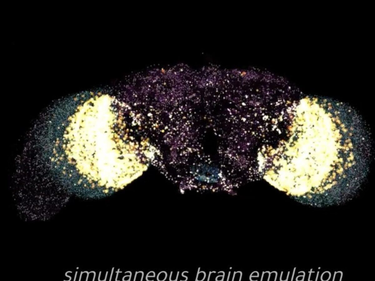 Científicos digitalizan el cerebro de una mosca y dan un paso hacia la simulación de la vida