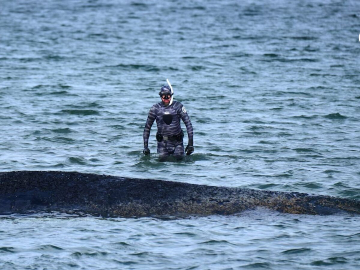 El incierto destino de la ballena jorobada en Alemania: ¿puede sobrevivir sin ayuda?