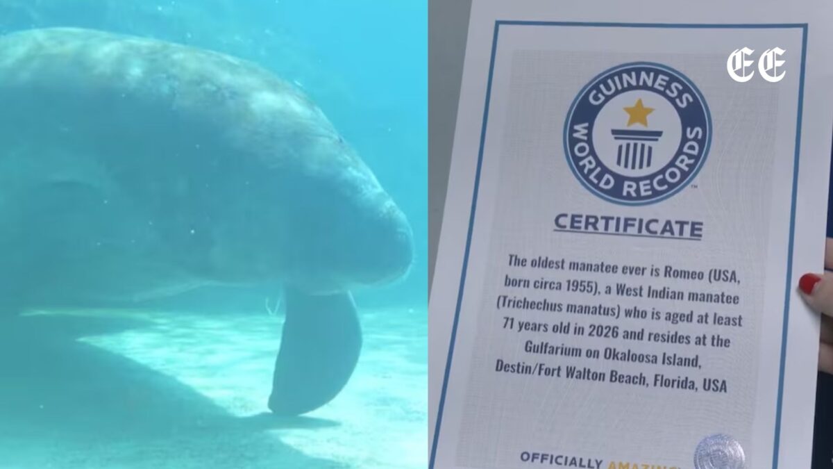 borrador automatico pagina web 86