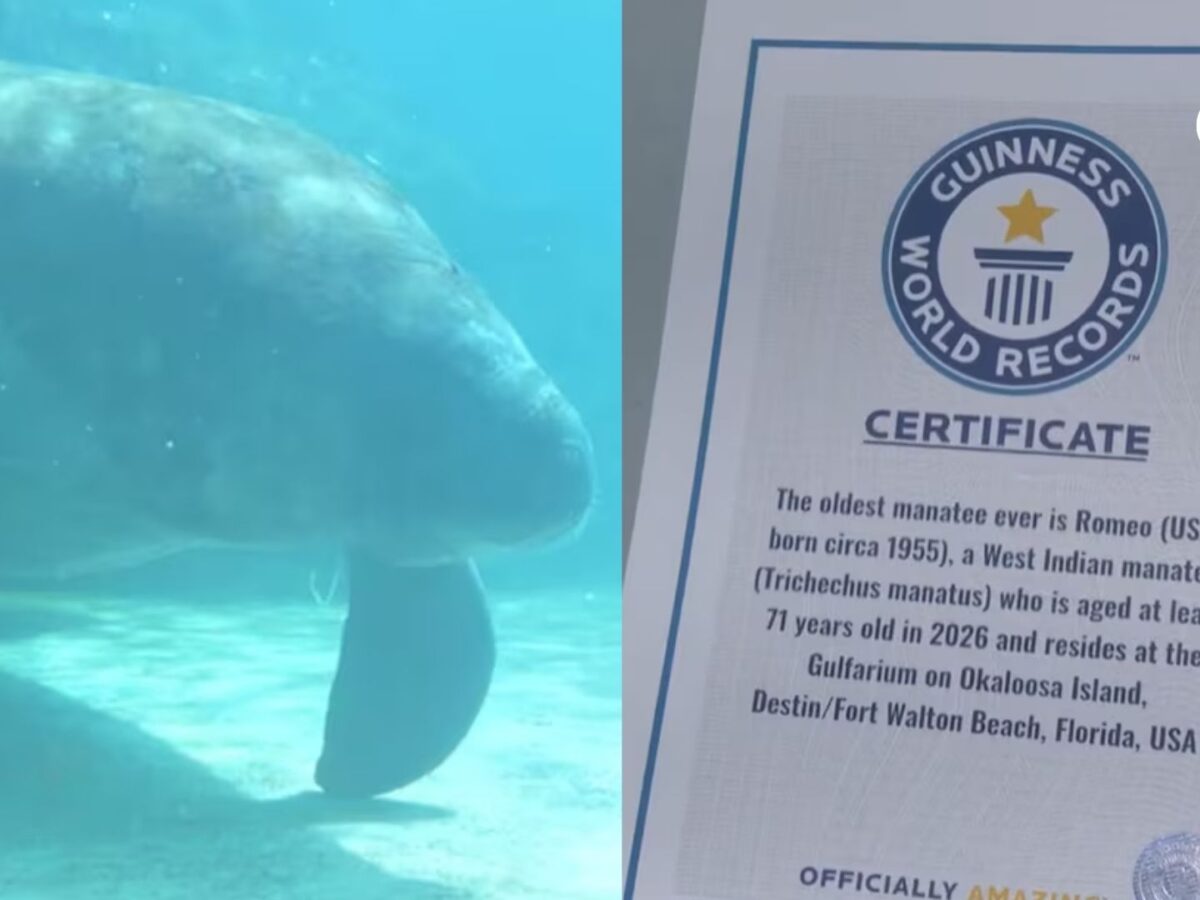 Romeo, el manatí más longevo del mundo: el récord Guinness que impulsa la conservación
