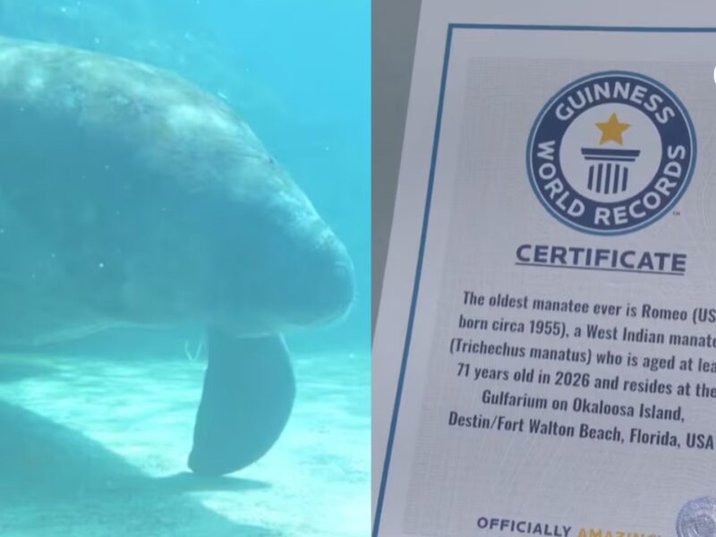 borrador automatico pagina web 86