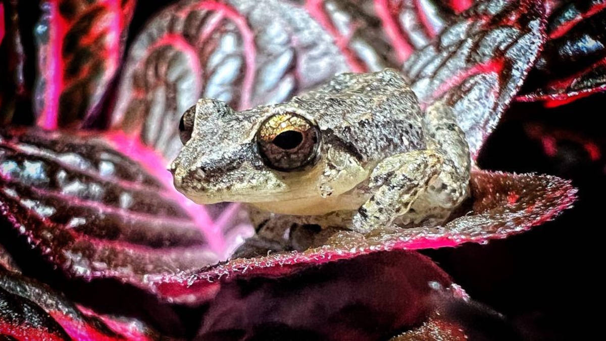 borrador automatico portadas clp web 2026 03 09t133310.011