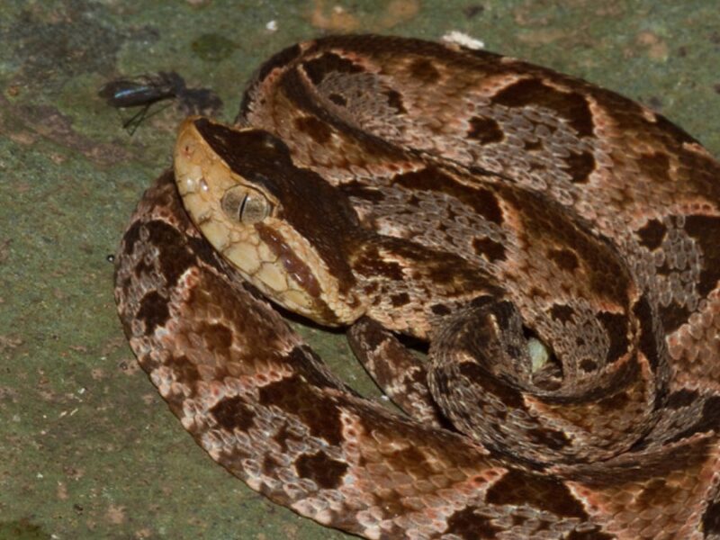 CARDER fortalece conocimientos del personal en prevención y atención de accidentes ofídicos