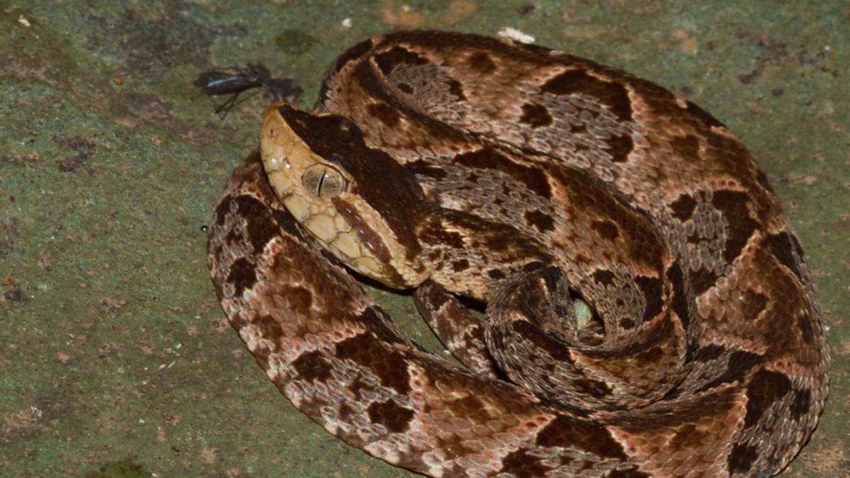 carder fortalece conocimientos del personal en prevencion y atencion de accidentes ofidicos portadas clp web 2026 03 05t135257.227