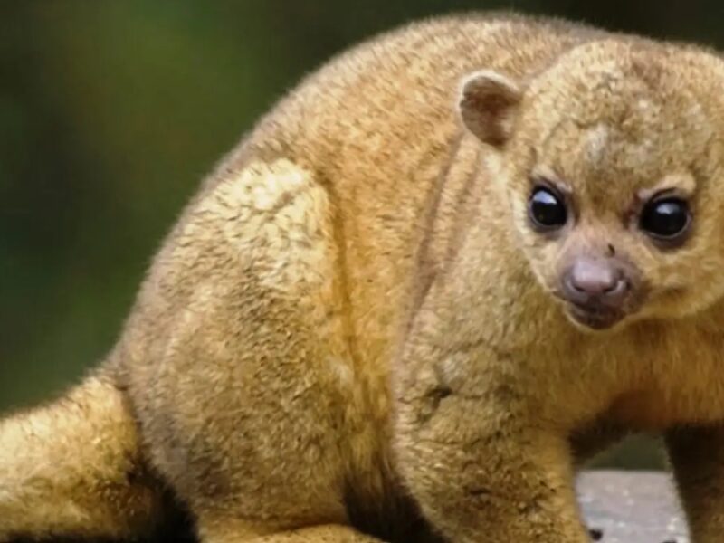 CARDER reitera la importancia del ahuyentamiento de fauna silvestre en obras de construcción