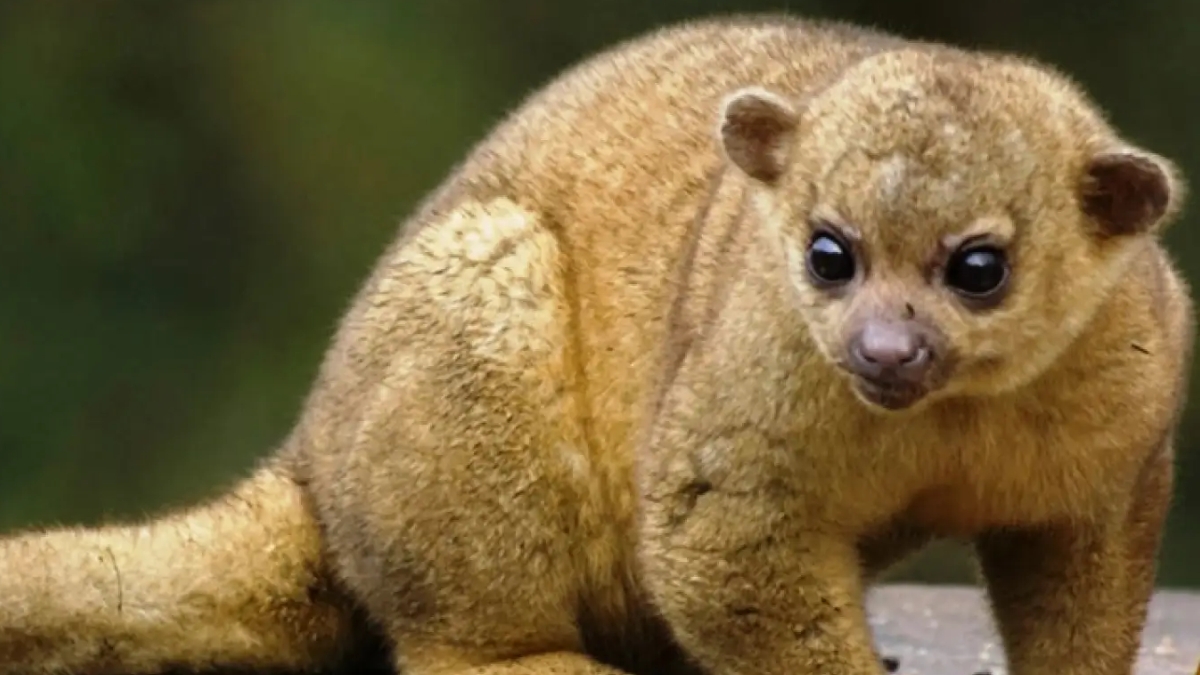 CARDER reitera la importancia del ahuyentamiento de fauna silvestre en obras de construcción 1 carder reitera la importancia del ahuyentamiento de fauna silvestre en obras de construccion portadas clp web 2026 03 31t134633.083