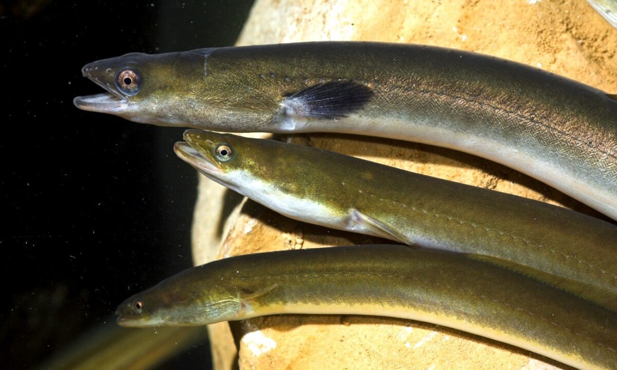 chefs con estrellas michelin alertan sobre la extincion de la anguila europea anguilas ok