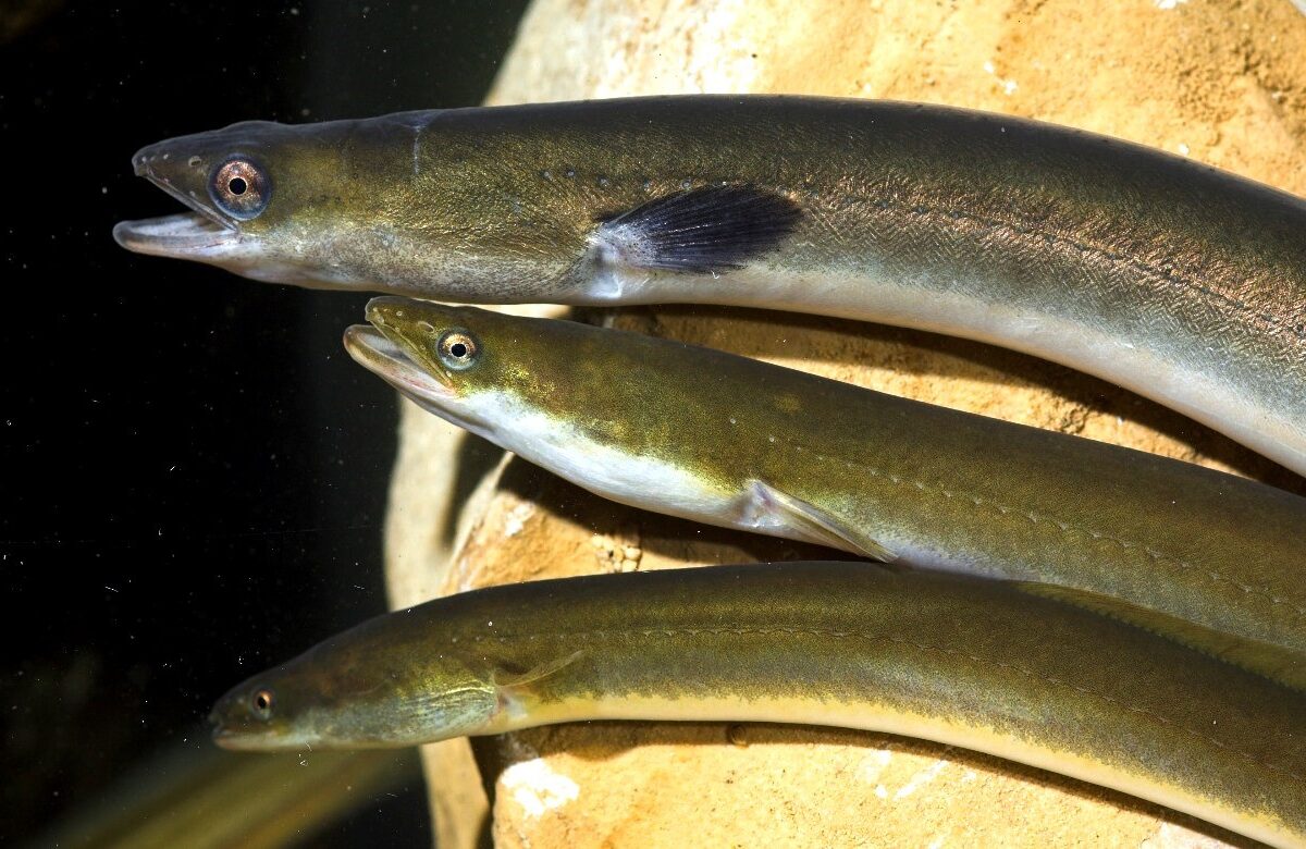 chefs con estrellas michelin alertan sobre la extincion de la anguila europea anguilas ok