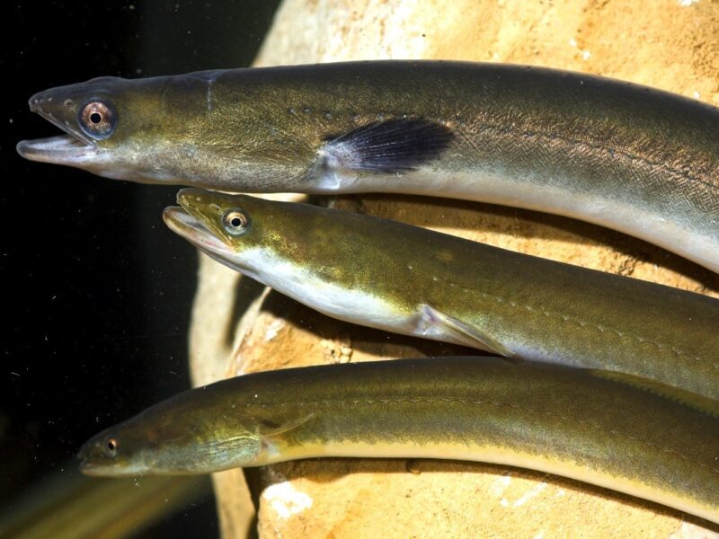 Chefs con estrellas Michelin alertan sobre la extinción de la anguila europea