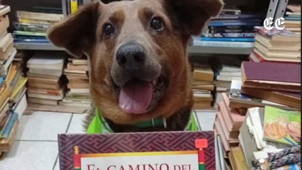 Chilaquil: el perro ciego que pasó de la calle a ser símbolo de una librería en México 1 chilaquil el perro ciego que paso de la calle a ser simbolo de una libreria en mexico pagina web 27