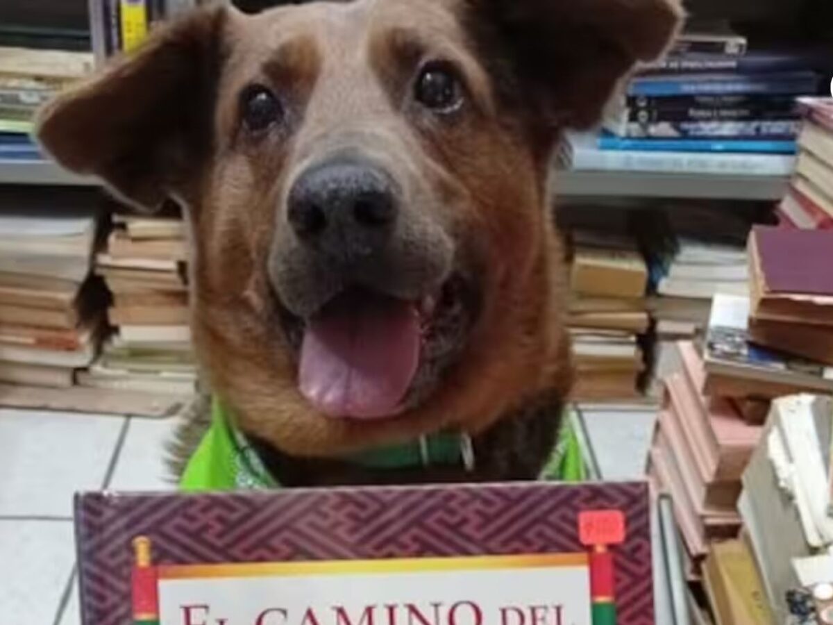 Chilaquil: el perro ciego que pasó de la calle a ser símbolo de una librería en México
