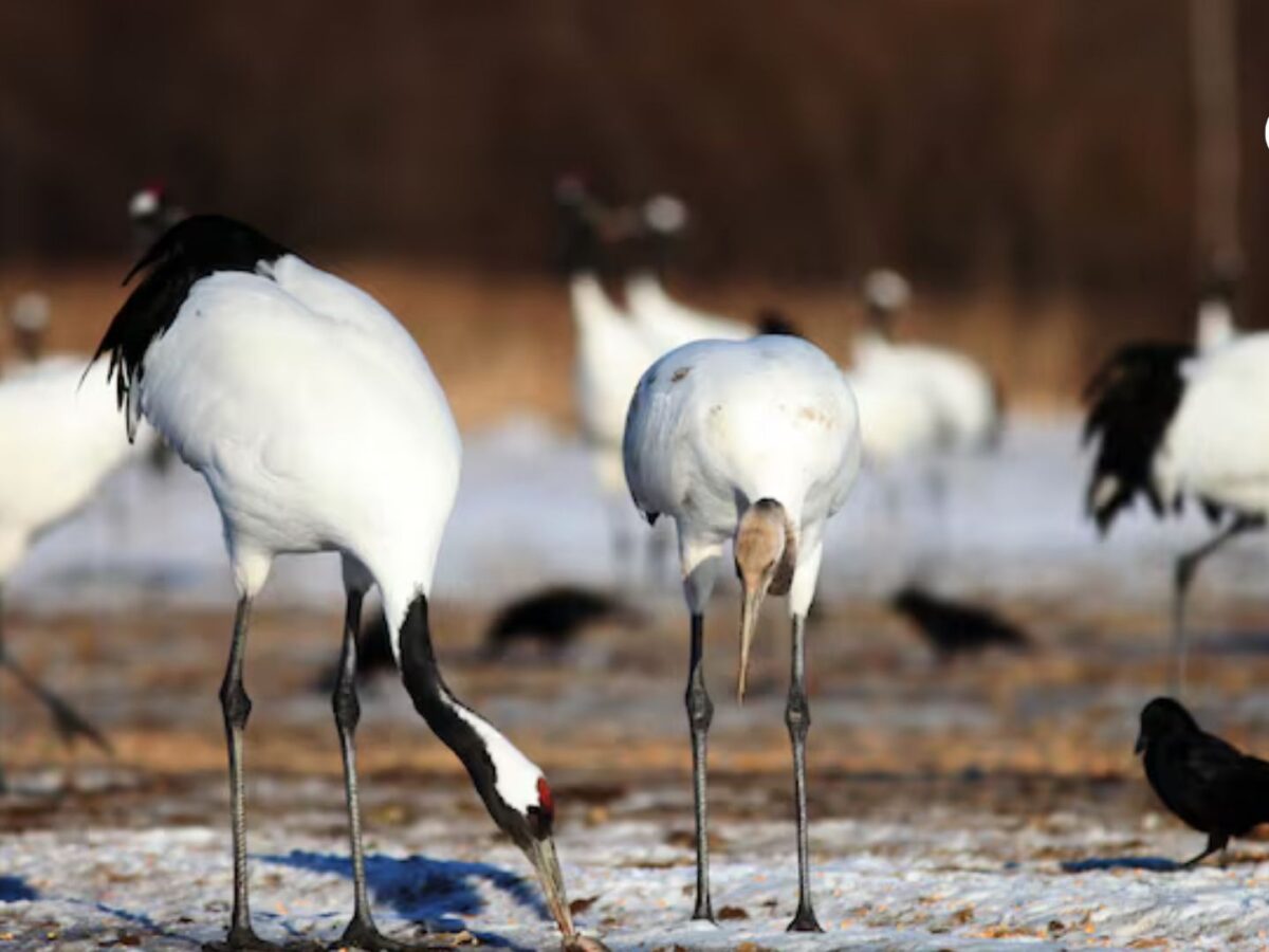 Cómo las políticas ambientales están salvando a las aves costeras europeas