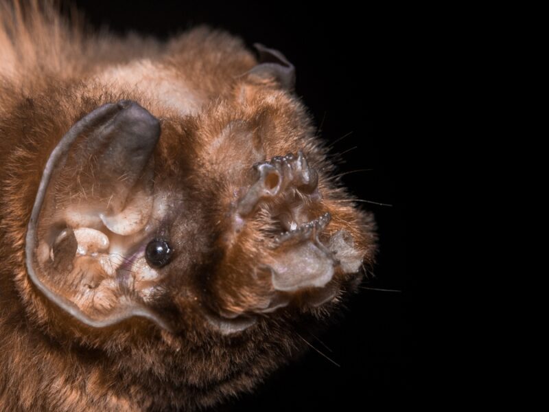 Conozca la gran variedad de mamíferos que habitan en nuestro departamento