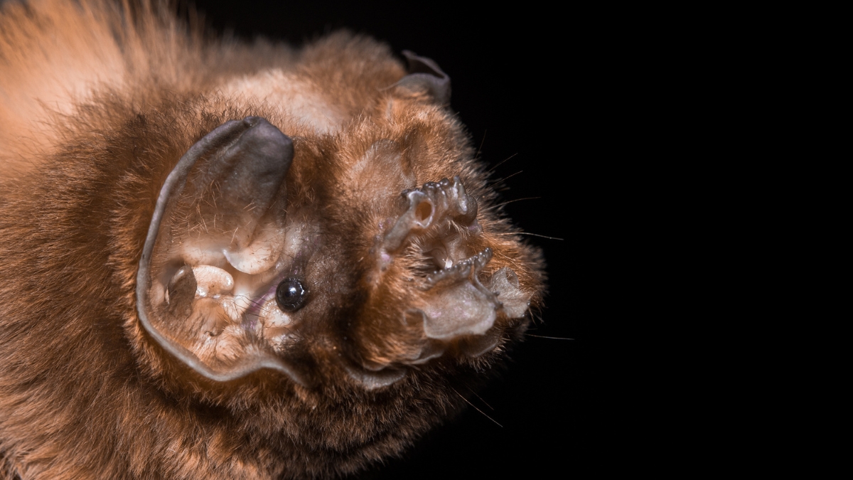 conozca la gran variedad de mamiferos que habitan en nuestro departamento portadas clp web 2026 03 19t162721.283