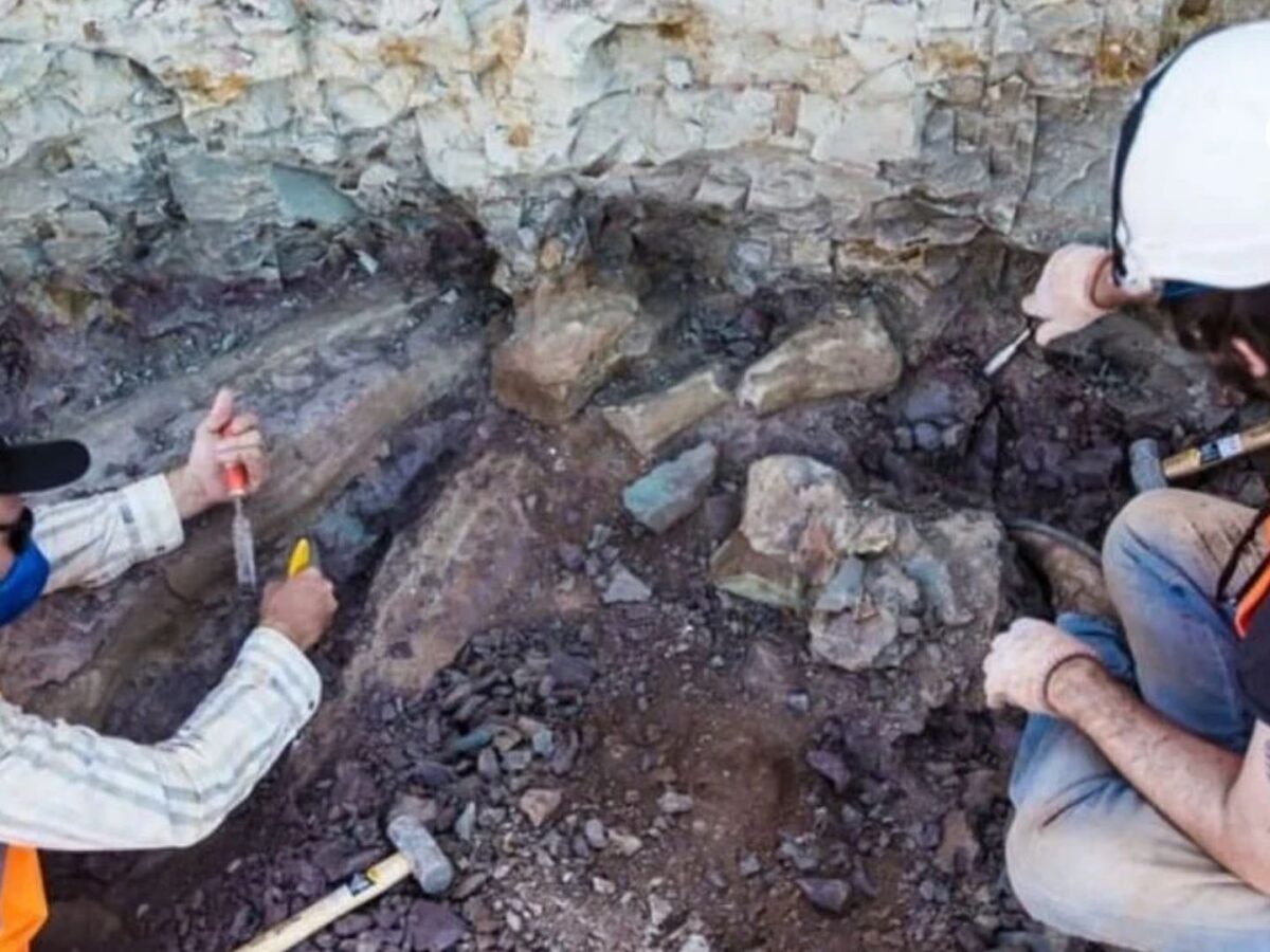 Dasosaurus tocantinensis: el hallazgo que cambia la historia de los dinosaurios