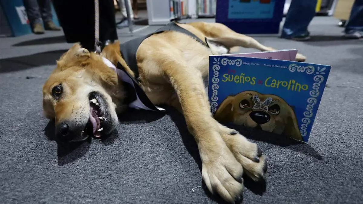 De callejero a símbolo: la historia de Carolino en la BUAP 1 de callejero a simbolo la historia de carolino en la buap image