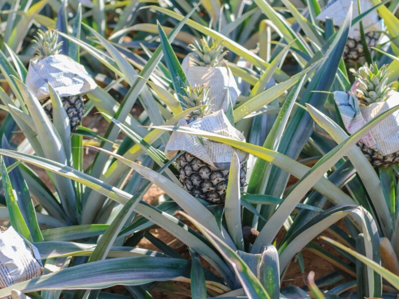 Denuncian invasión y destrucción de cultivos en zona rural de Jamundí