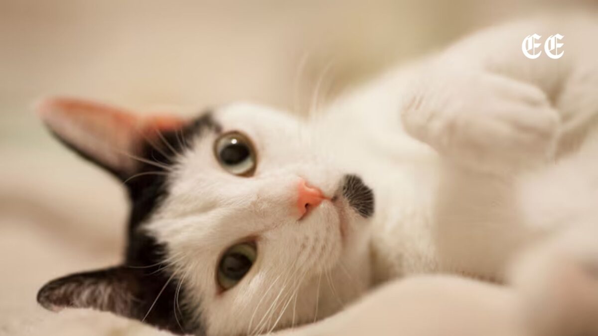 Denuncian quema de gatos en Cali: más de 40 animales muertos en El Pondaje 1 denuncian quema de gatos en cali mas de 40 animales muertos en el pondaje pagina web 73