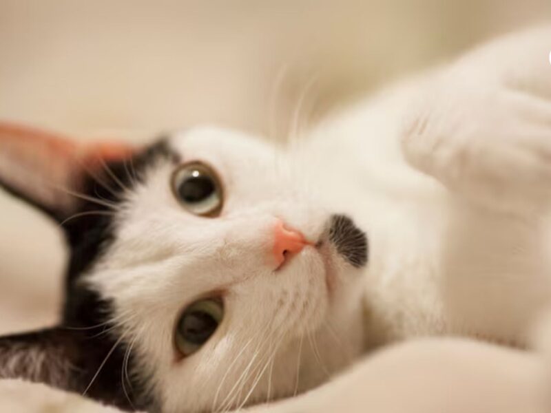 denuncian quema de gatos en cali mas de 40 animales muertos en el pondaje pagina web 73