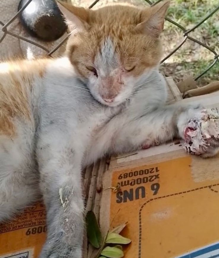Denuncian quema de gatos en Cali: más de 40 animales muertos en El Pondaje 2 denuncian quema de gatos en cali mas de 40 animales muertos en el pondaje whatsapp image 2026 03 30 at 5.56.52 pm 1