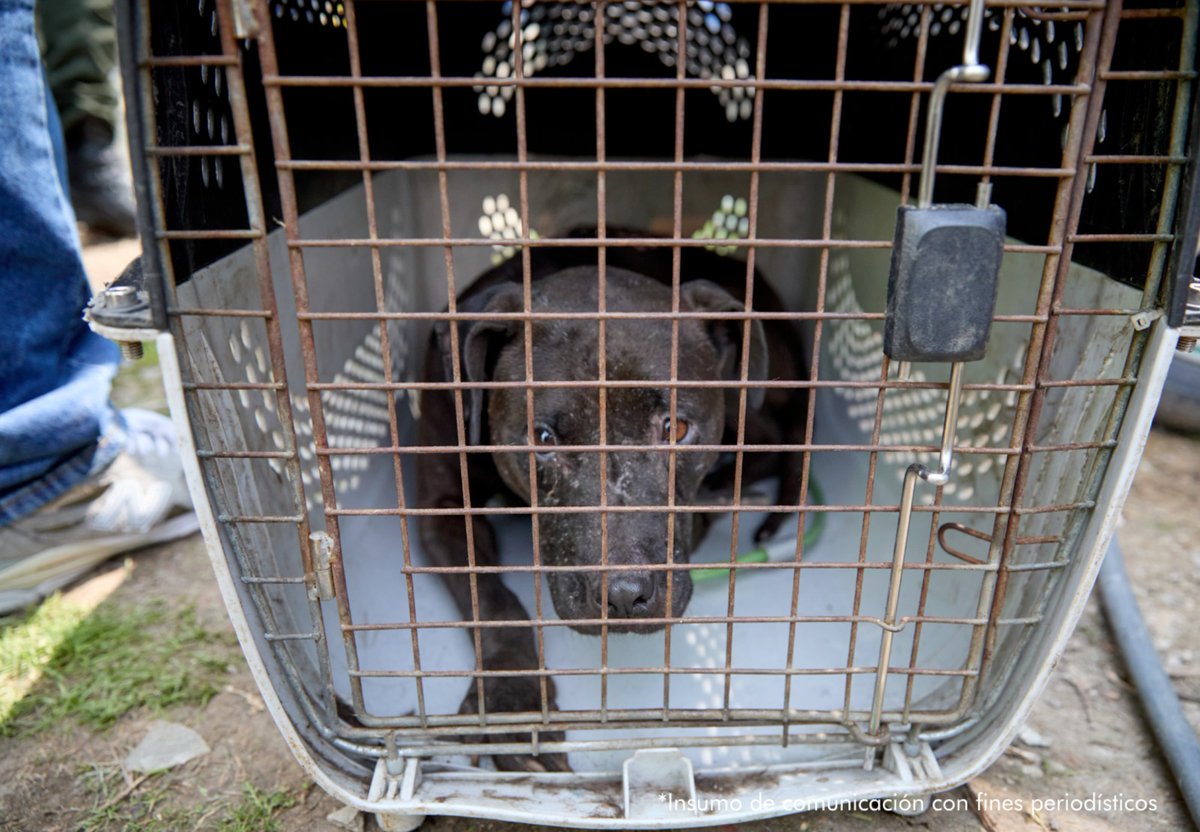 desarticulan red internacional de peleas de perros en la calera pelea perros clandestinas 2