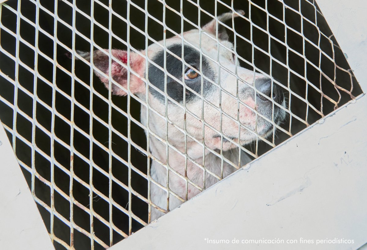 desarticulan red internacional de peleas de perros en la calera pelea perros clandestinas 3