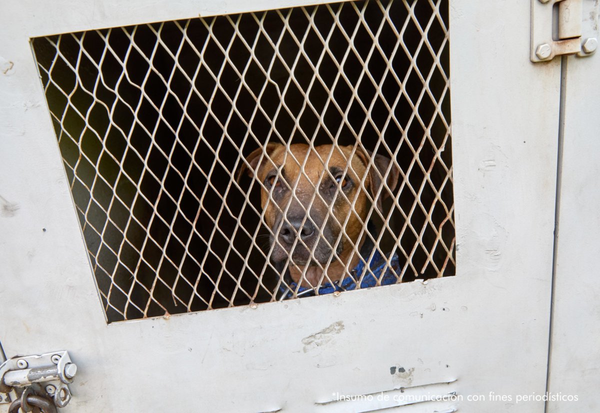 desarticulan red internacional de peleas de perros en la calera pelea perros clandestinas 4