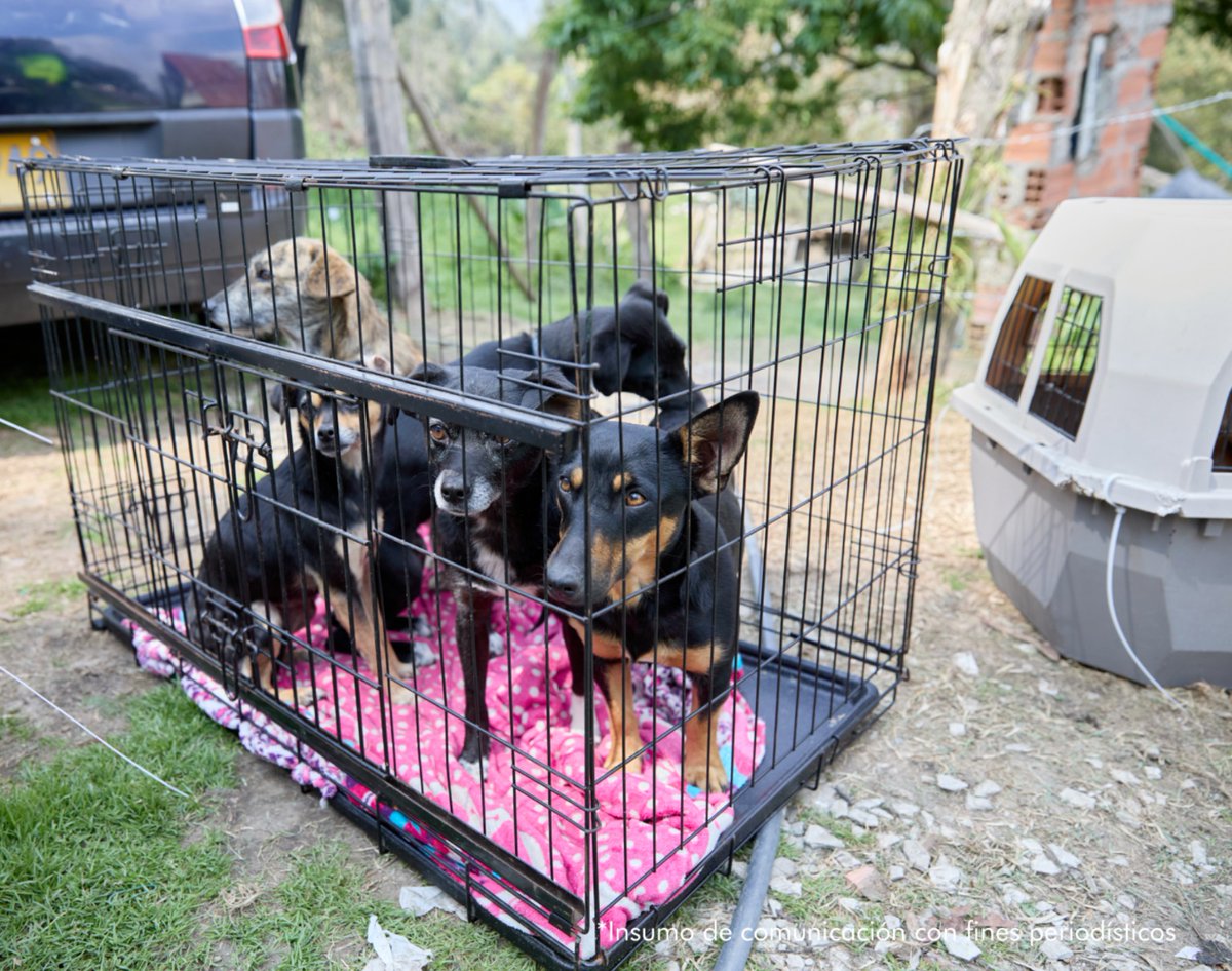 desarticulan red internacional de peleas de perros en la calera pelea perros clandestinas