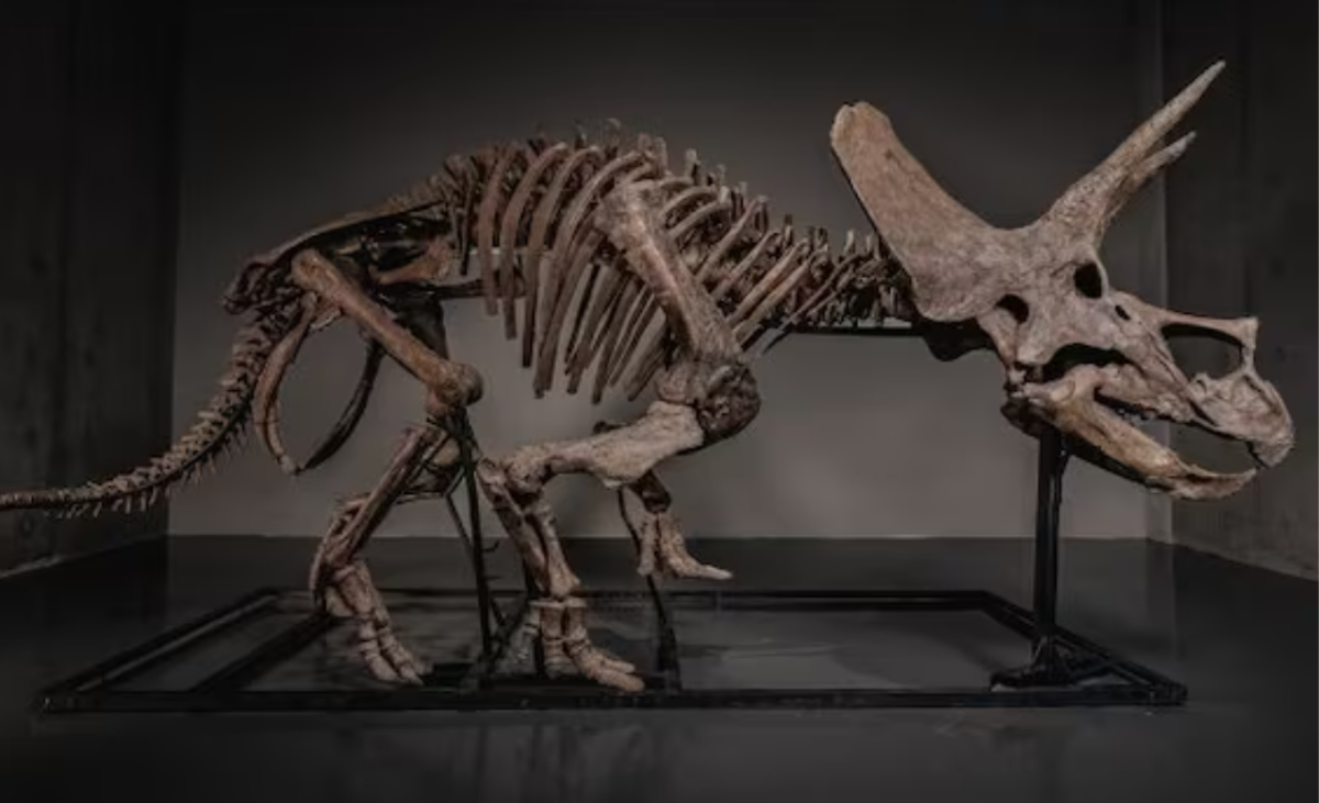 fosil de dinosaurio de 66 millones de anos podria venderse por 5 millones de dolares diseno sin titulo 14