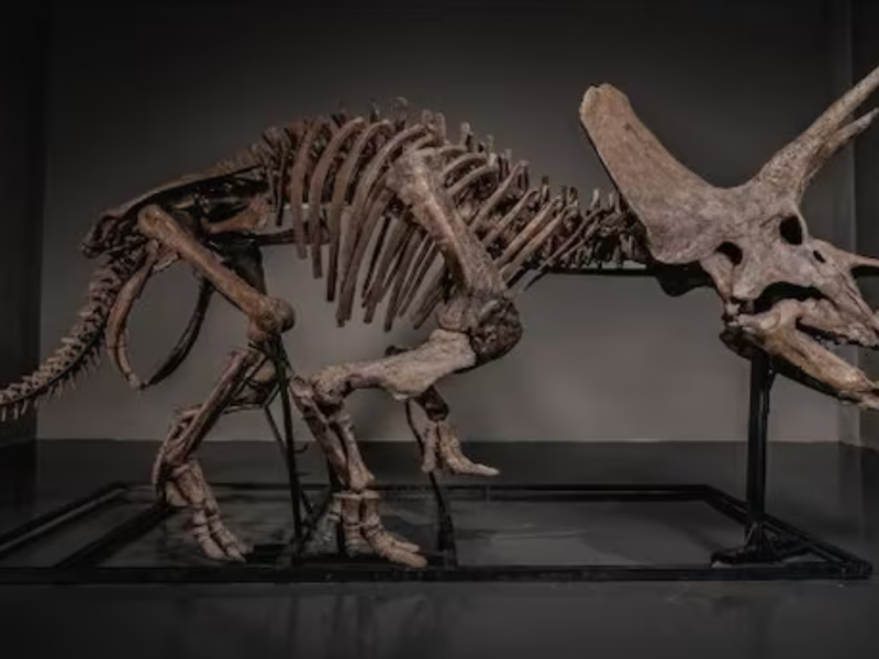 Fósil de dinosaurio de 66 millones de años podría venderse por 5 millones de dólares