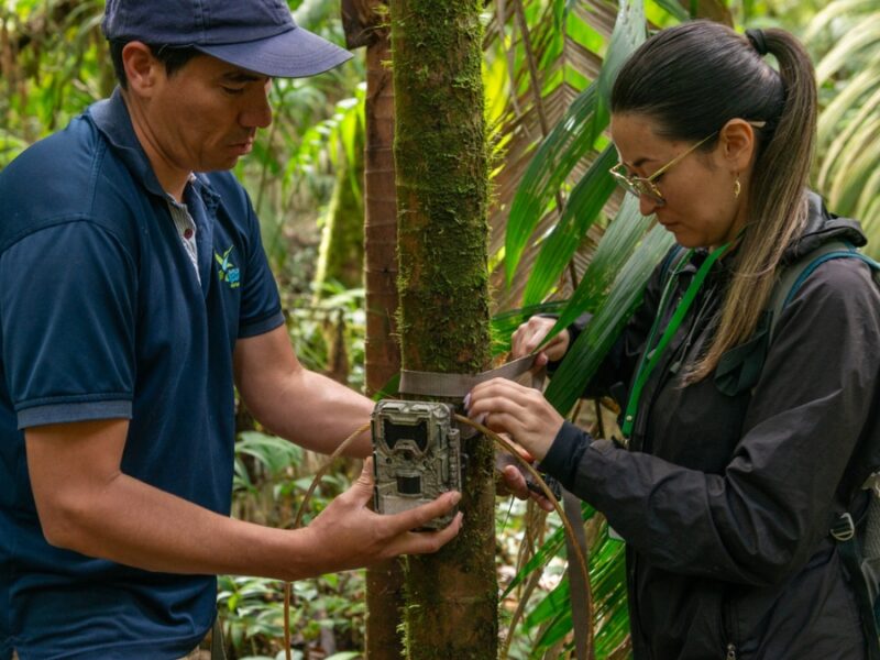 Investigación de la CARDER sobre la danta de montaña es publicada en una revista científica internacional
