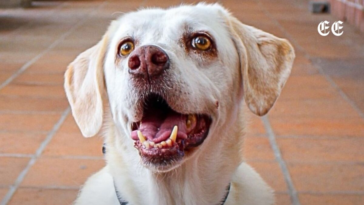 maia la perrita rescatista que salvo vidas y deja un legado en la cruz roja pagina web 58