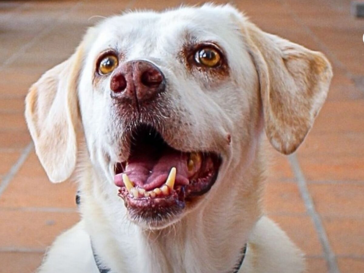 Maia, la perrita rescatista que salvó vidas y deja un legado en la Cruz Roja