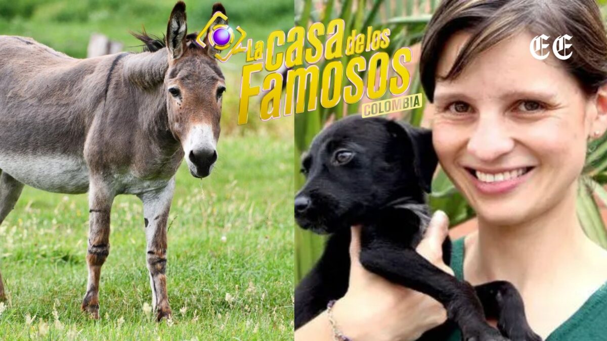 nueva controversia en la casa de los famosos cuestionan limites del entretenimiento en tv pagina web 7