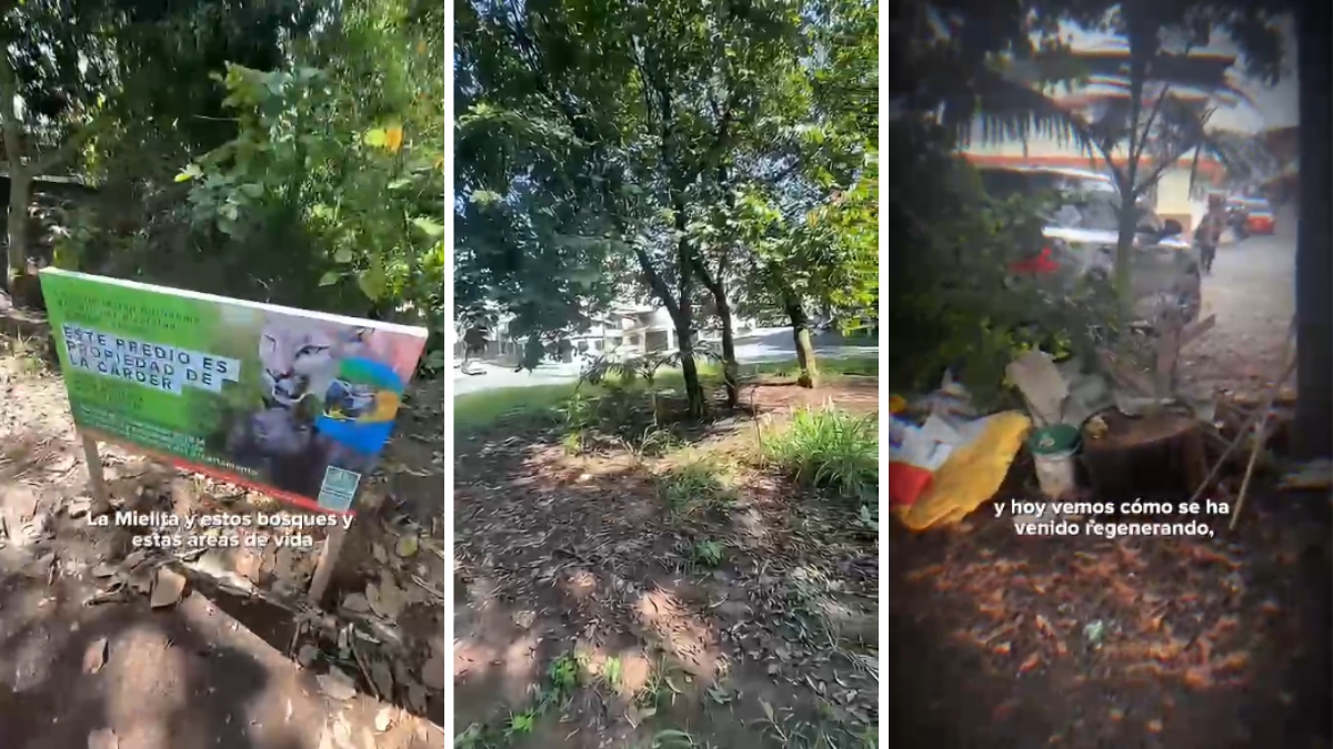 Parque de Belmonte avanza en proceso de recuperación ambiental 1 parque de belmonte avanza en proceso de recuperacion ambiental carder belmonte web