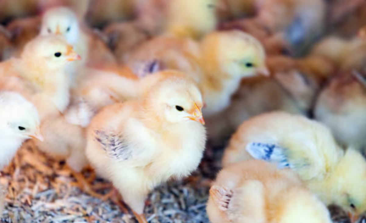 pollitos recien nacidos muestran una habilidad cognitiva que sorprende a los cientificos diseno sin titulo 16