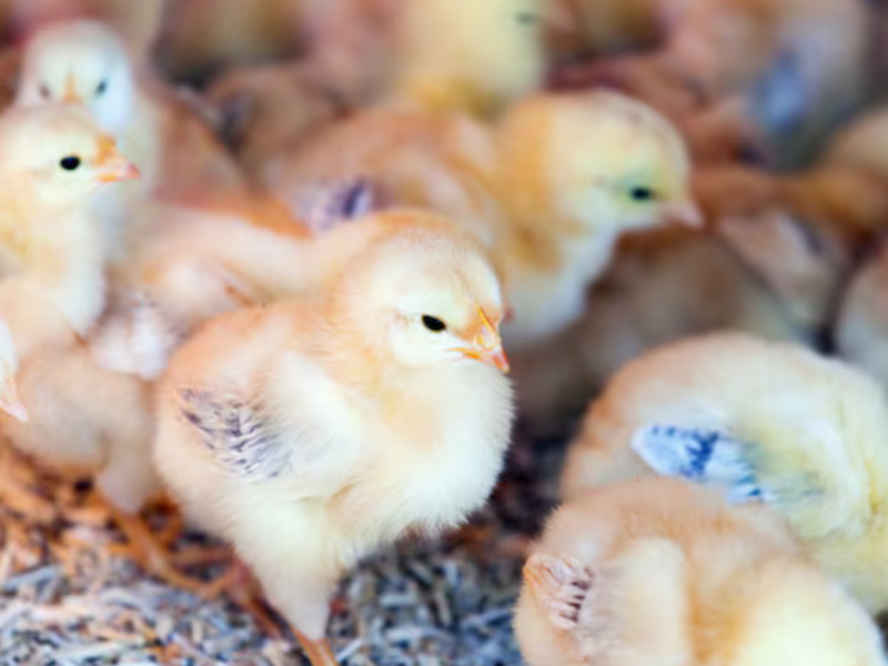 Pollitos recién nacidos muestran una habilidad cognitiva que sorprende a los científicos