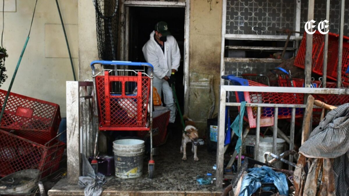 Rescate en la Casa de los Gatos: qué encontraron los veterinarios tras evaluar a más de 90 animales 1 rescate en la casa de los gatos que encontraron los veterinarios tras evaluar a mas de 90 animales pagina web 54