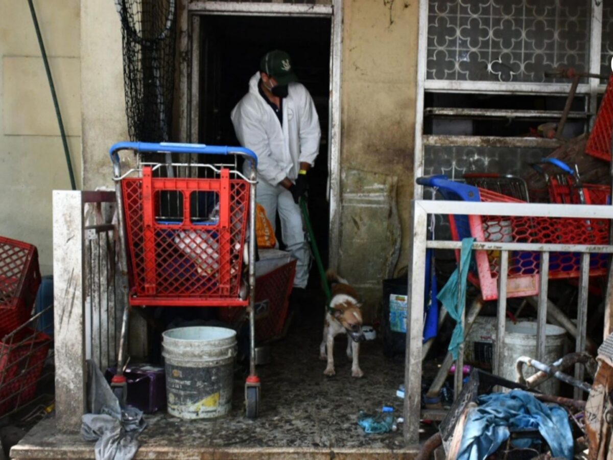 Rescate en la Casa de los Gatos: qué encontraron los veterinarios tras evaluar a más de 90 animales