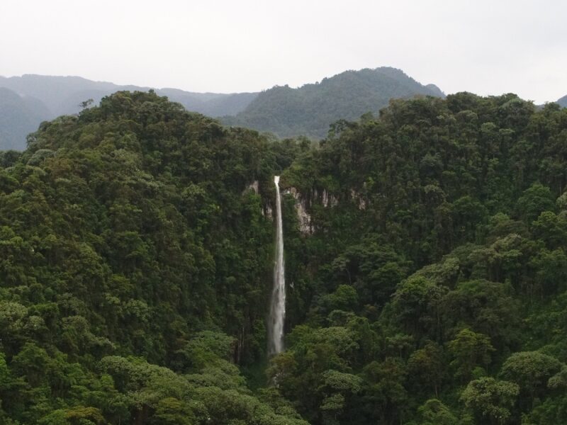 Risaralda conmemora el Día Internacional de los Bosques resaltando su riqueza natural y la urgencia de su conservación