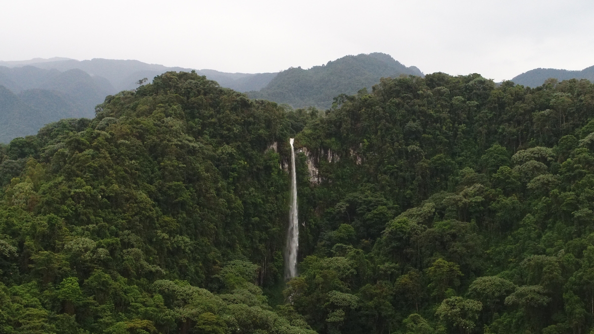 risaralda conmemora el dia internacional de los bosques resaltando su riqueza natural y la urgencia de su conservacion portadas clp web 2026 03 24t162257.525