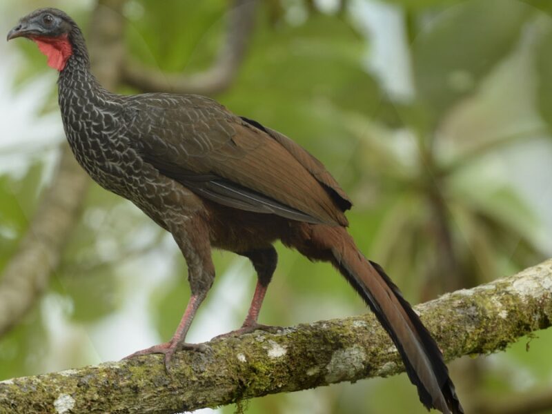Risaralda, un territorio de aves: 900 especies y 26 que sólo existen en Colombia