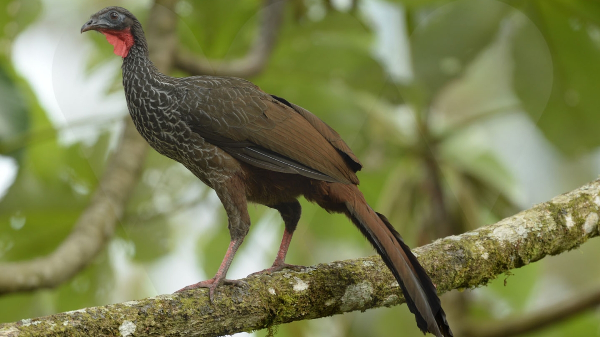 risaralda un territorio de aves 900 especies y 26 que solo existen en colombia portadas clp web 2026 03 18t174813.394