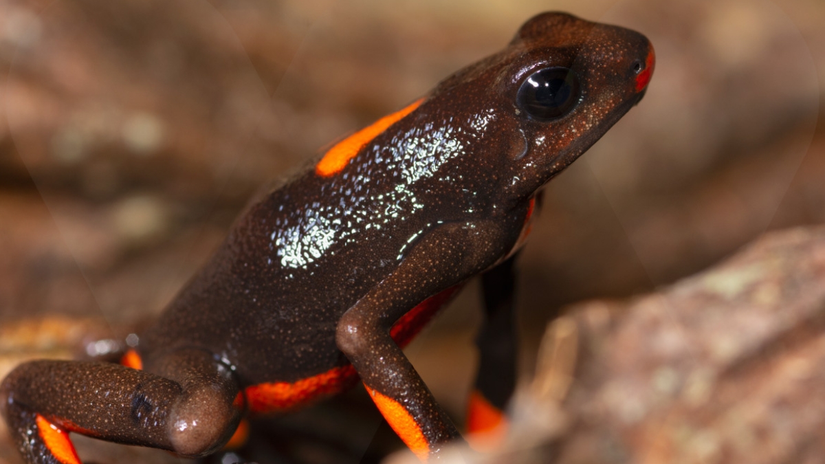 Risaralda y su majestuosa riqueza en anfibios 1 risaralda y su majestuosa riqueza en anfibios portadas clp web 2026 03 31t144119.648