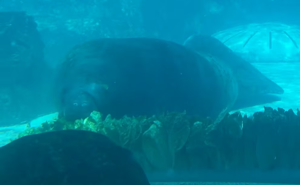 romeo el manati mas longevo del mundo el record guinness que impulsa la conservacion image