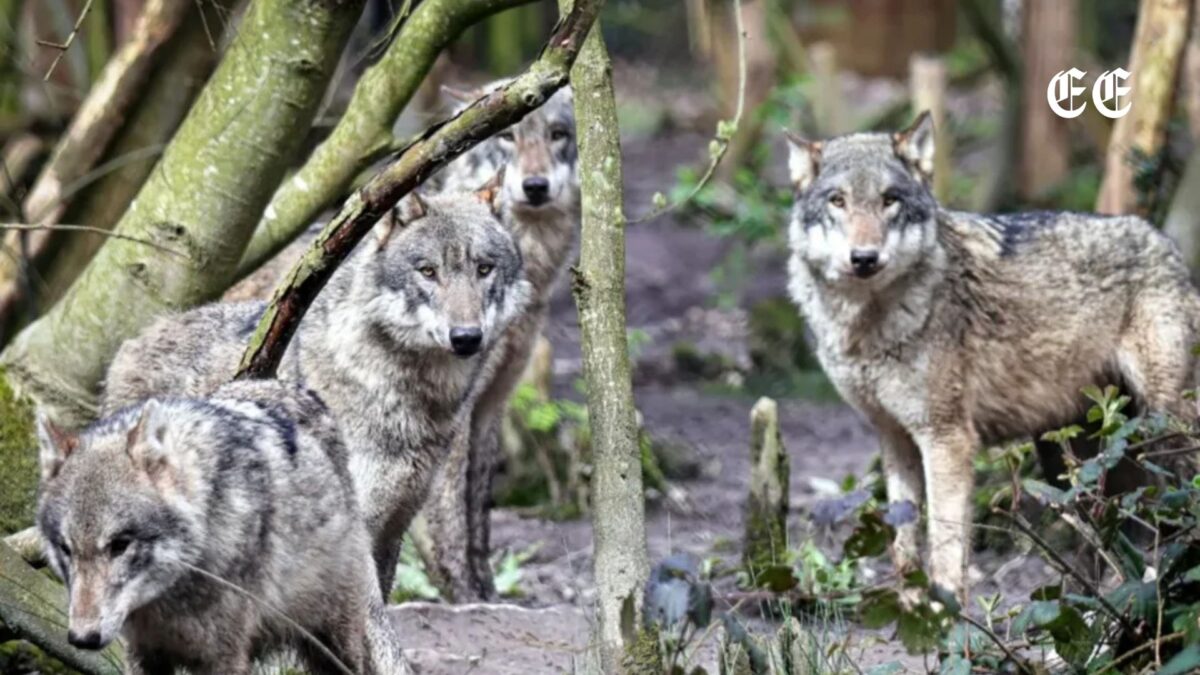 Sacrificio de manada de lobos en Inglaterra: la difícil decisión que reabre el debate ético 1 sacrificio de manada de lobos en inglaterra la dificil decision que reabre el debate etico pagina web 56