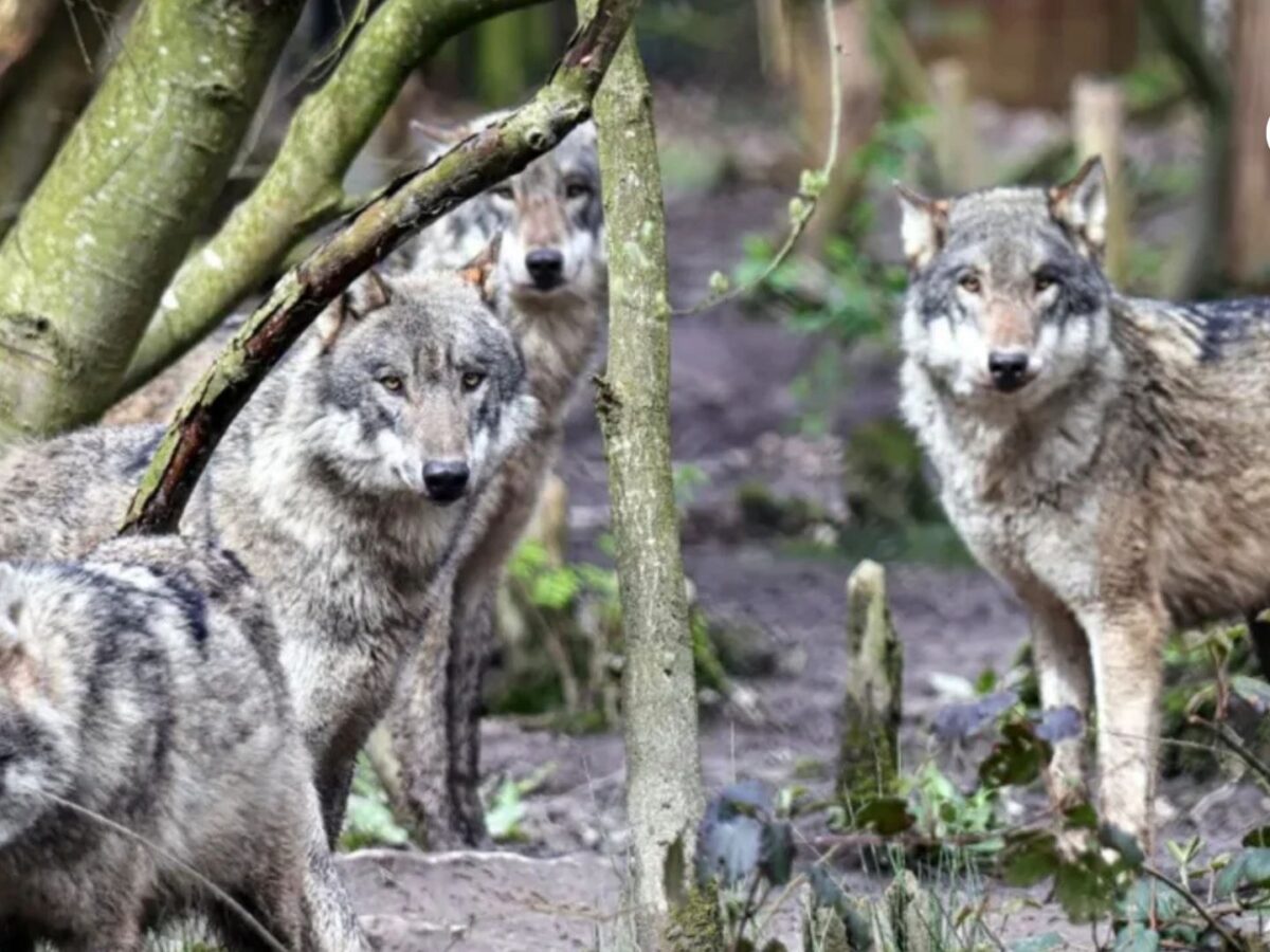 Sacrificio de manada de lobos en Inglaterra: la difícil decisión que reabre el debate ético