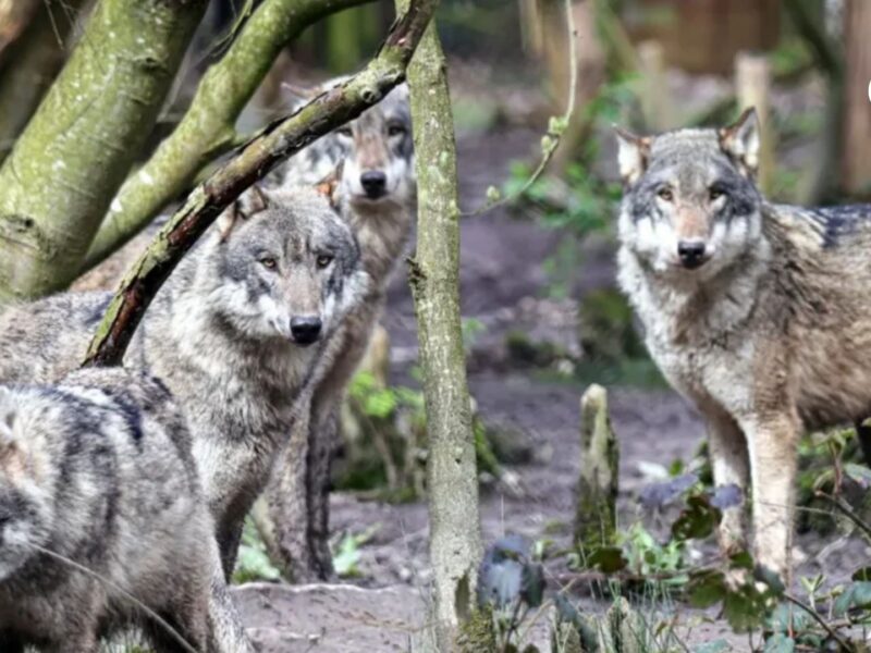 sacrificio de manada de lobos en inglaterra la dificil decision que reabre el debate etico pagina web 56