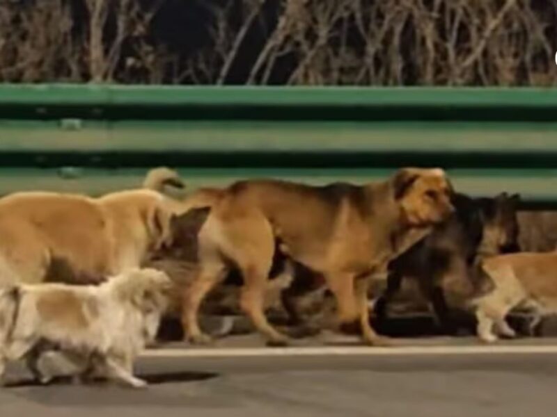 siete perros escapan de traficantes en china y recorren 17 km para volver a casa pagina web 22