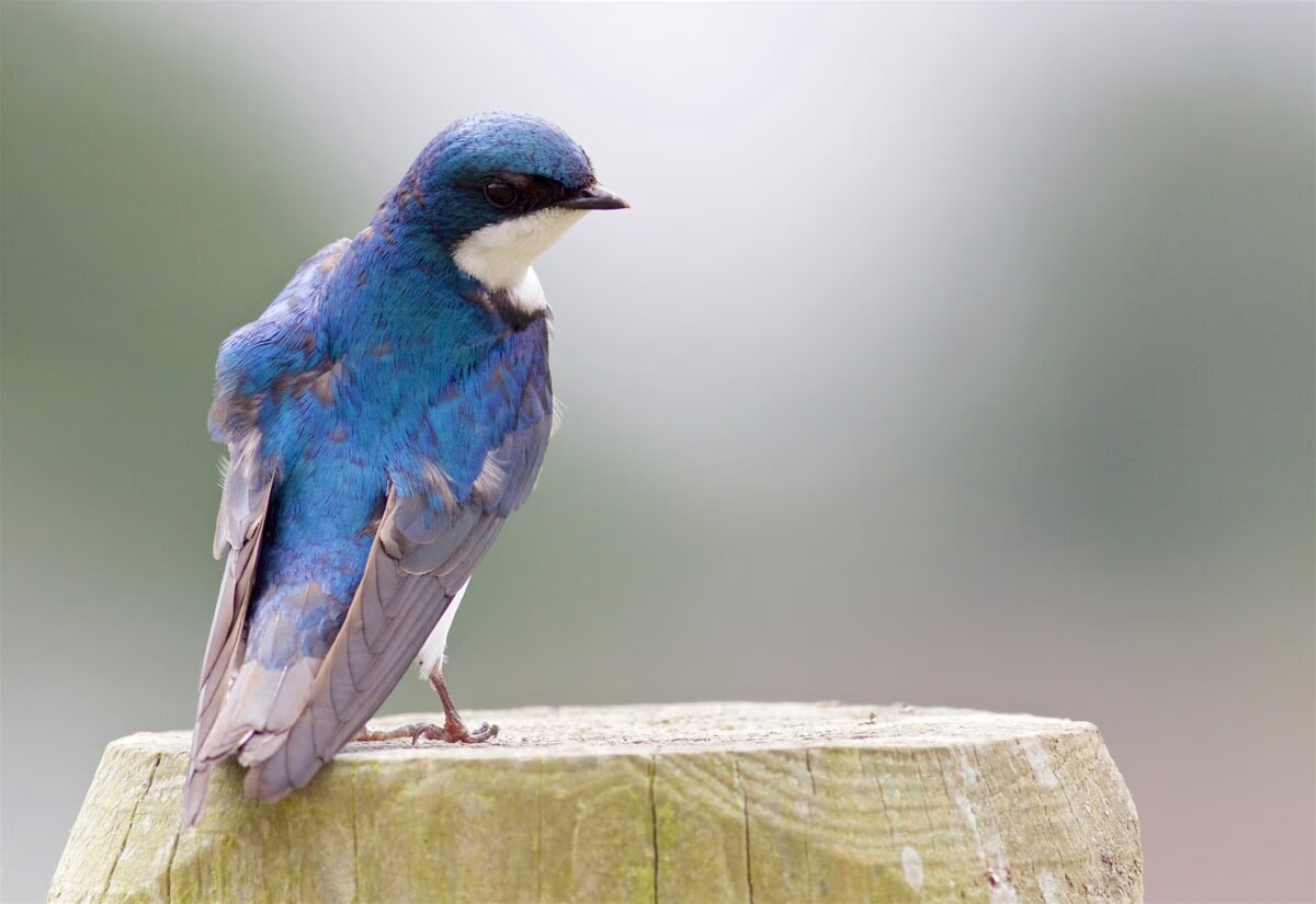 un estudio revela que mas de la mitad de las especies de aves en ee uu esta en descenso h a1 3173 6 tree swallow kathryn keith kk adult